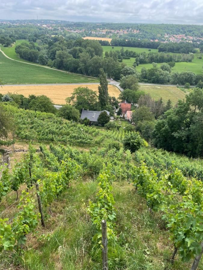 Portugieser Auf Dem Weinberg *